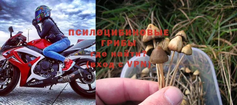 купить наркотик  Волгореченск  Псилоцибиновые грибы Magic Shrooms 